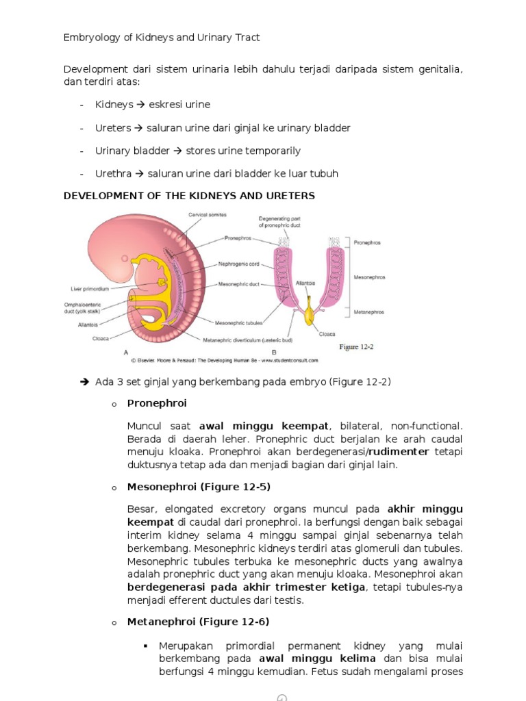Development of Urinary System | PDF