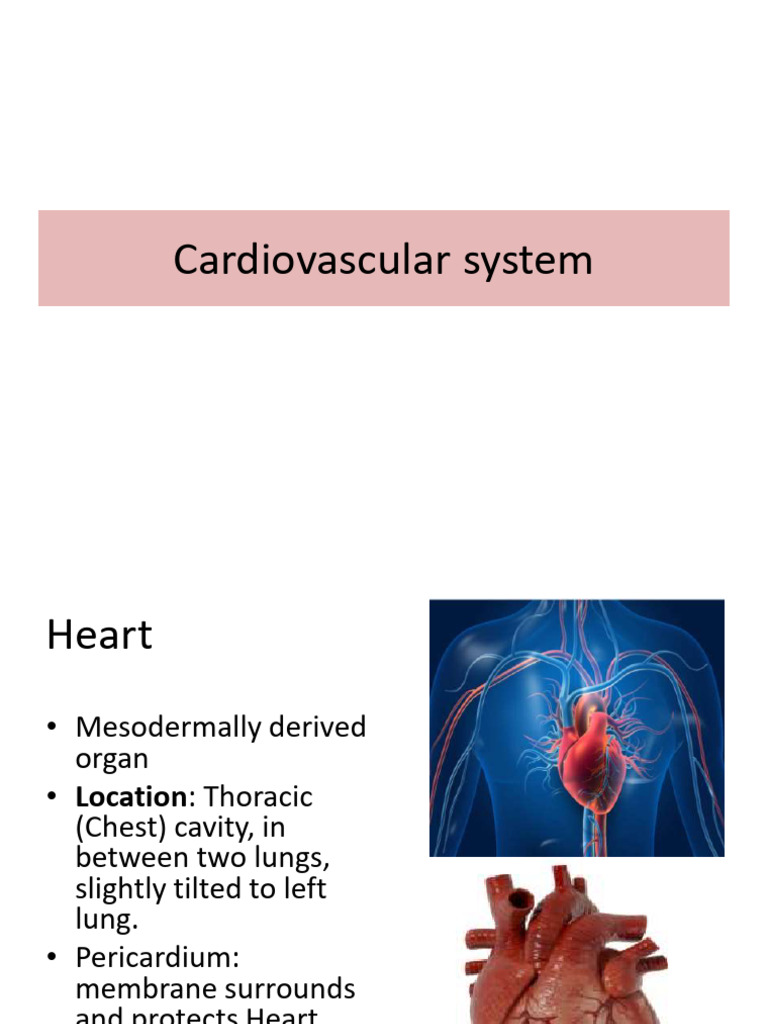 Anatomy and Function of the Heart | PDF | Heart Valve | Diastole