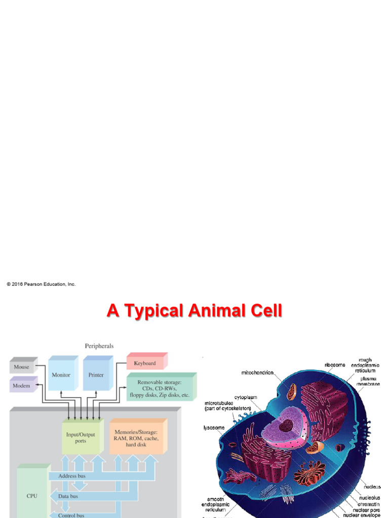 Lecture4-5 Cells Chapt04 | PDF | Endoplasmic Reticulum | Cell (Biology)