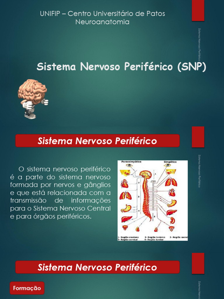 Estrutura e Funções do SNP | PDF | Sistema nervoso | Nervo
