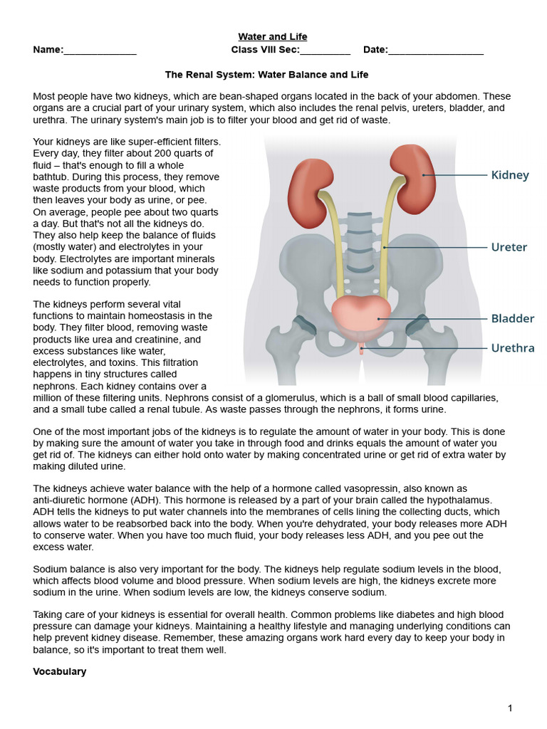 Kidneys and Homeostasis Explained | PDF | Kidney | Urinary System