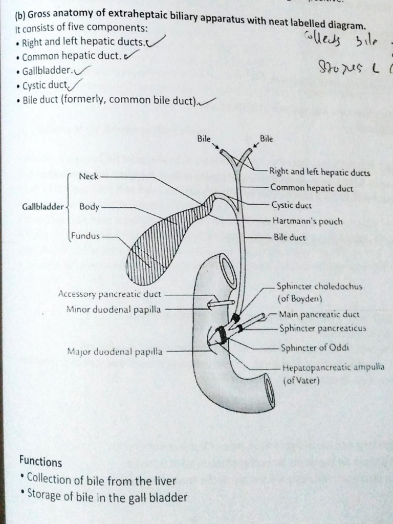 Extrahepatic Biliary Apparatus-1 | PDF