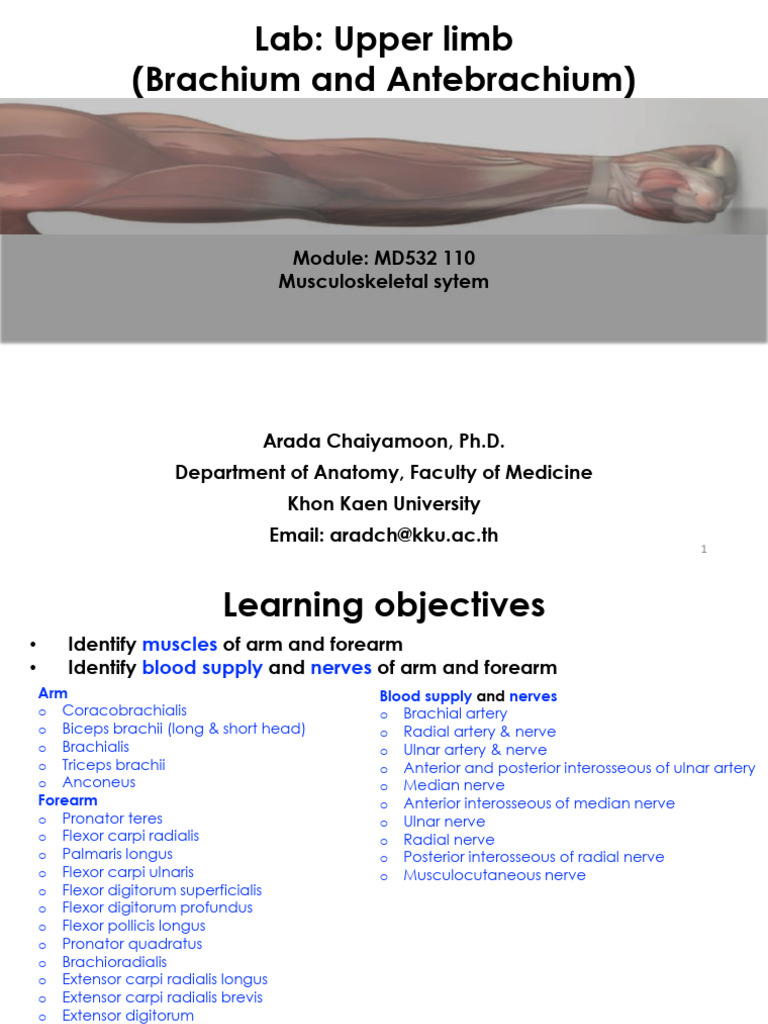 Anatomy of Brachium and Antebrachium | PDF | Arm | Thumb