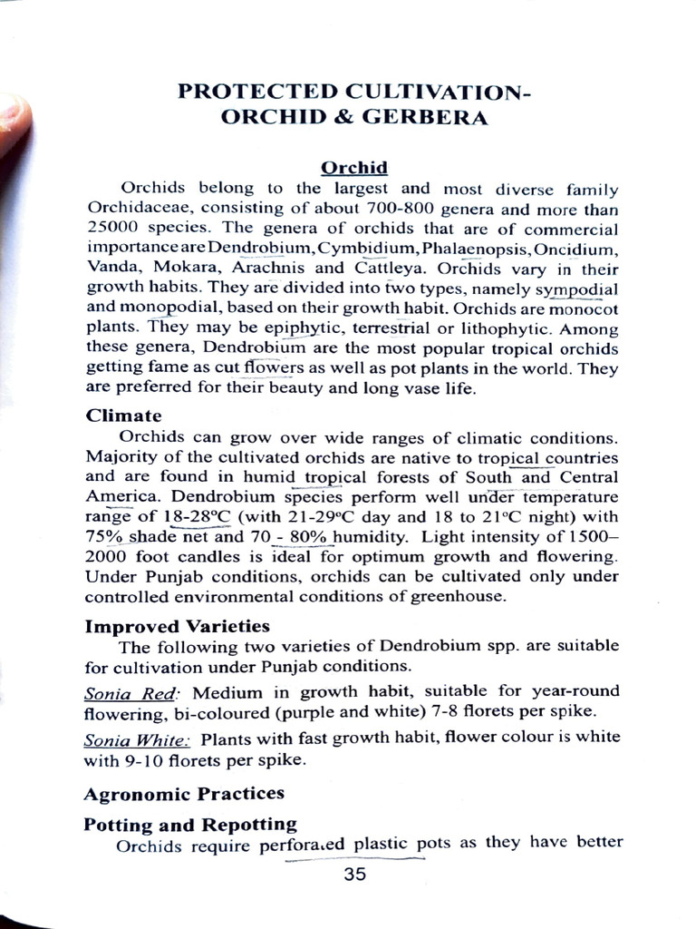 Cultivating Dendrobium Orchids in Punjab | PDF | Botany | Plants