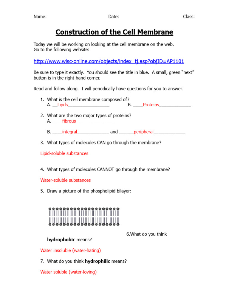 PDF Construction of The Cell Membrane Website Key | PDF | Cell Membrane ...