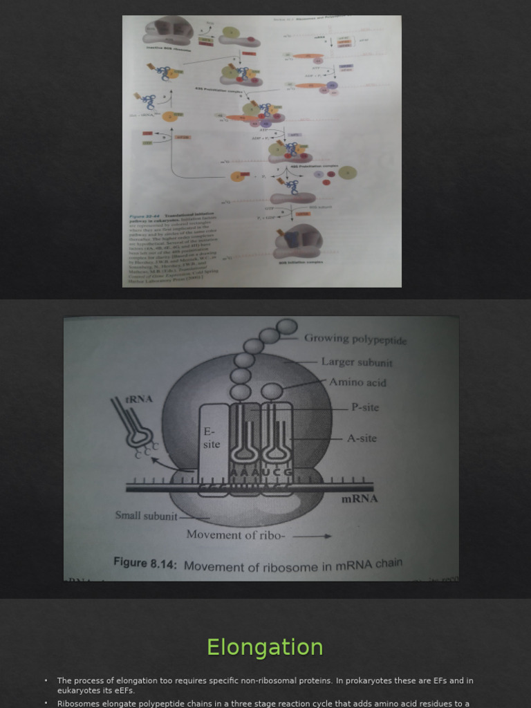 Translation Process in Cells Explained | PDF | Translation (Biology ...