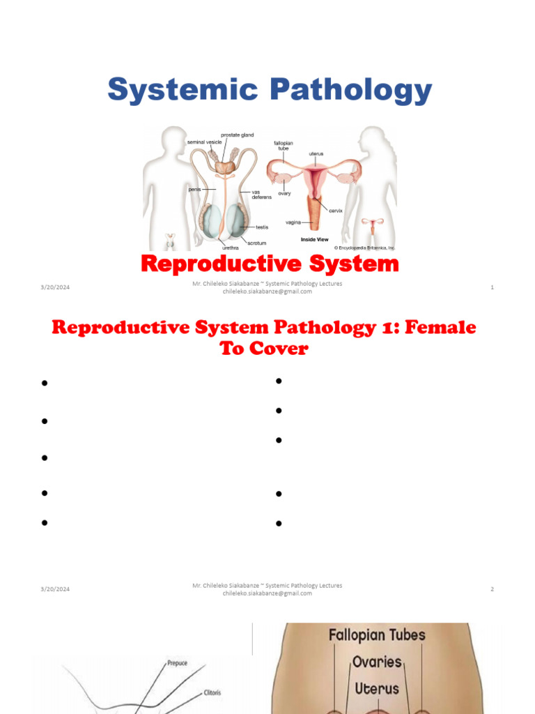 Female Reproductive System Pathology | PDF | Cervical Cancer | Dermatitis