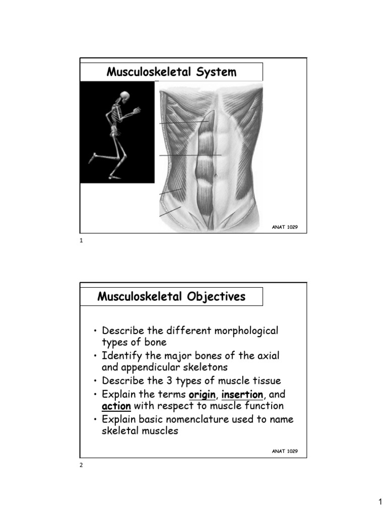 Musculoskeletal - RT (2 Slides Per Page) | PDF | Muscle | Bone