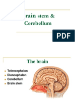 Brain Stem & Cerebellum