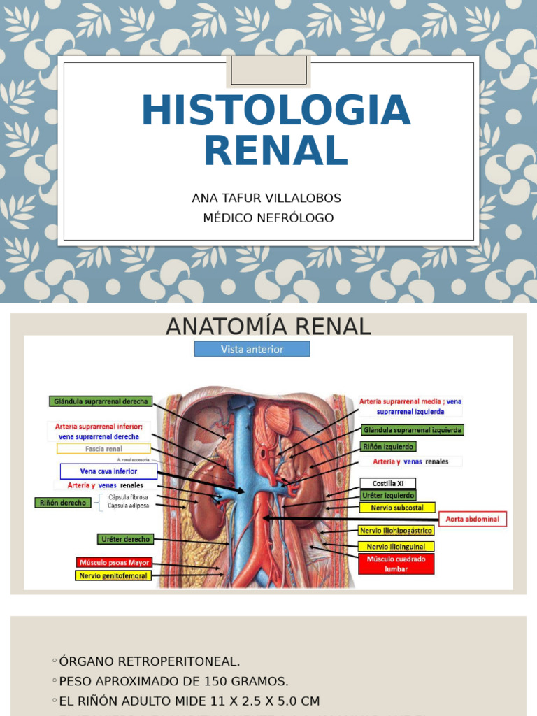 Anatomía y Estructura del Riñón | PDF | Riñón | Sistema genitourinario