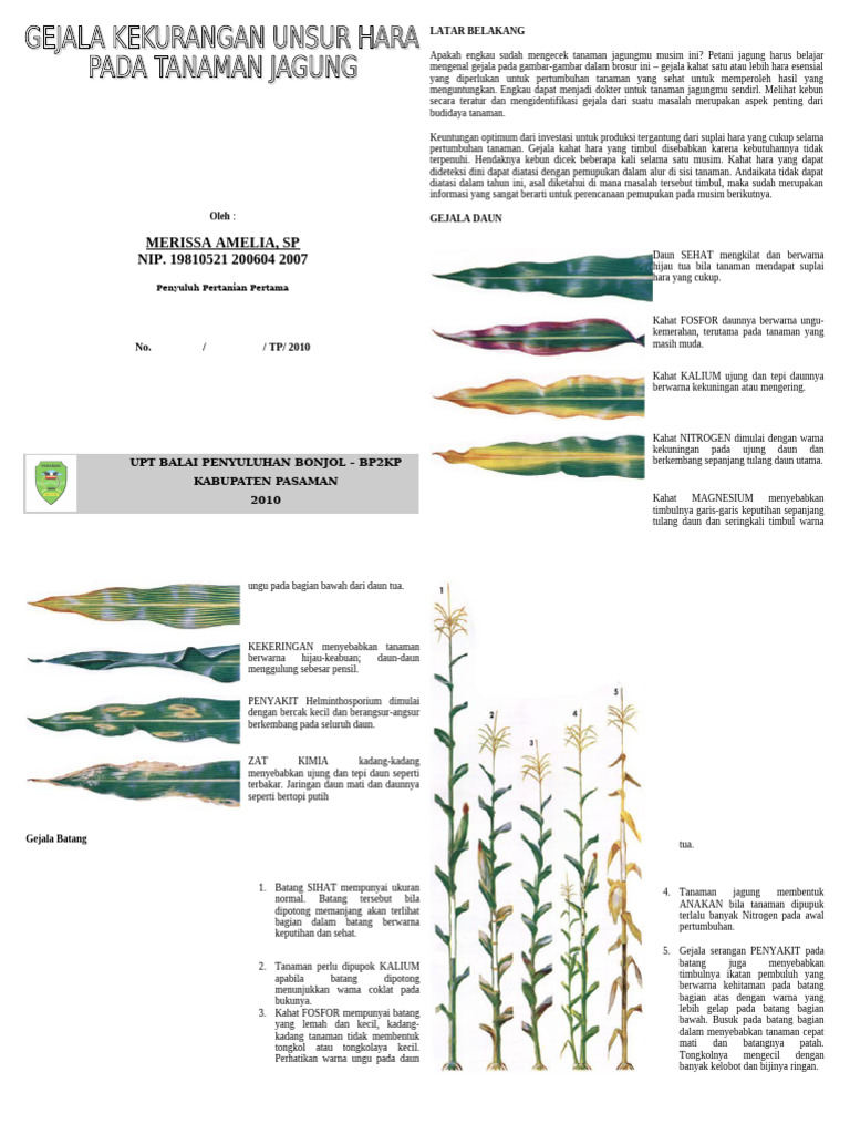 Gejala Kekurangan Unsur Hara Pada Jagung | PDF