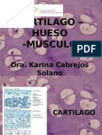 Clase 05 Cartilago-Hueso-Musculo 2012