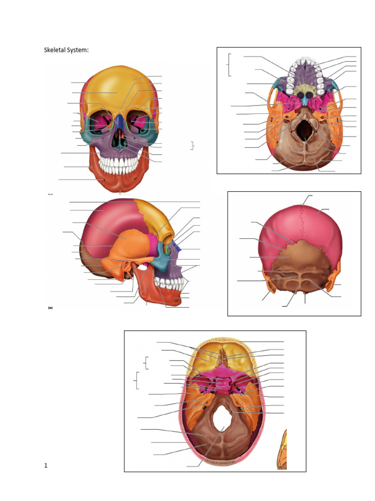 Bone Label Homework Pics | PDF