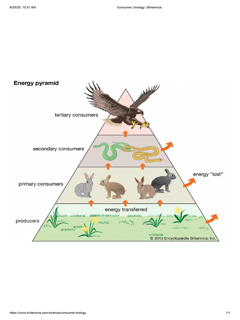 Consumer - Biology - Britannica | PDF
