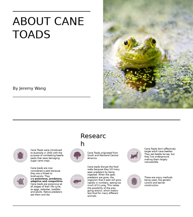 Cane Toads: Impact and Introduction in Australia | PDF