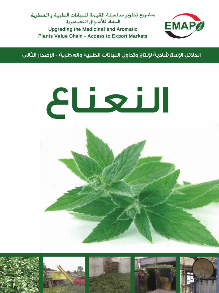 النعناع - Emap - Mo 4,89 | PDF