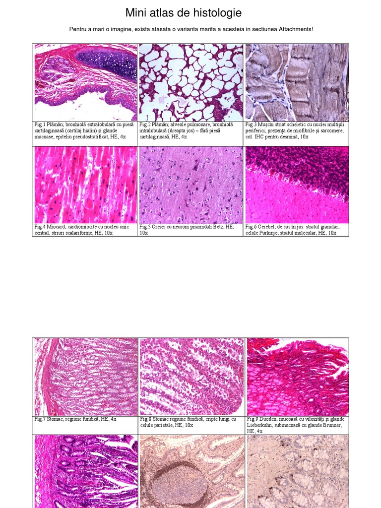 Atlas D Histologie Fonctionnelle De Wheater Pdf