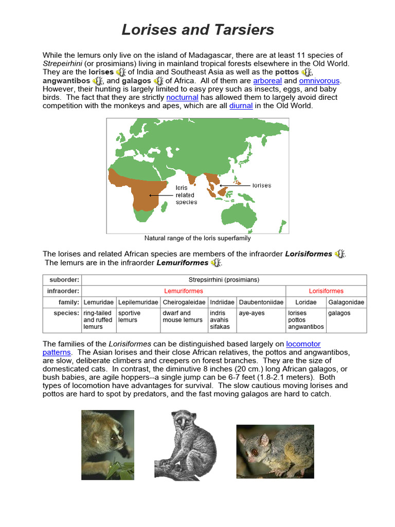 The Primates - Lorises | PDF | Primate Taxonomy | Zoology