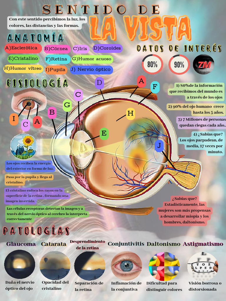 Anatomía y Patologías del Ojo | PDF | Ojo humano | Percepción visual
