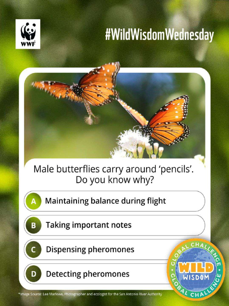 Butterflies | PDF