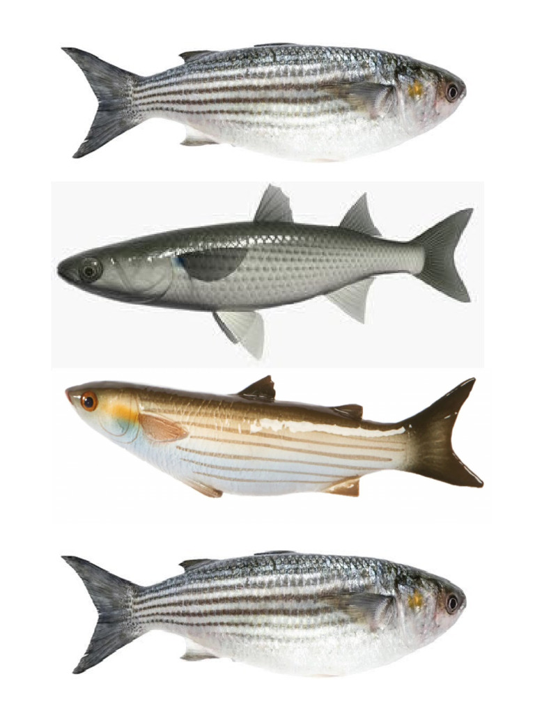 Banak Fisk | PDF