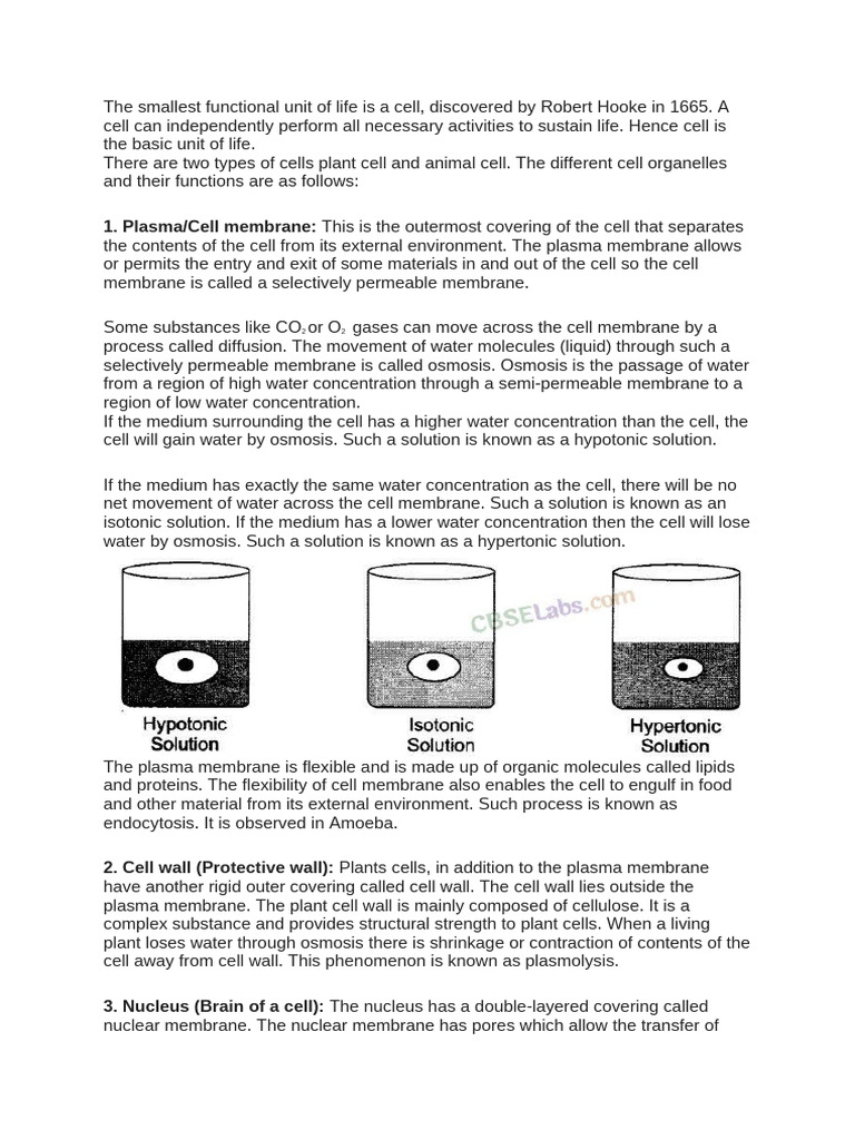Understanding Cell Structure and Functions | PDF | Endoplasmic ...