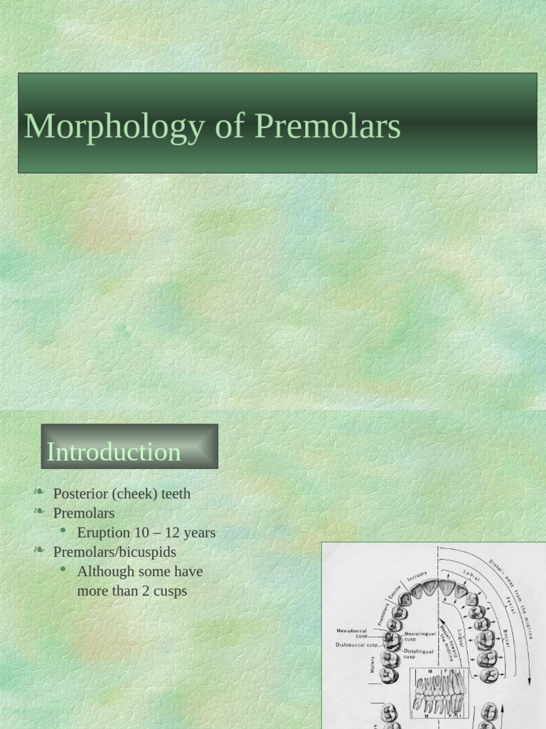 Premolar Morphology Overview | PDF | Dental Anatomy | Primate Anatomy