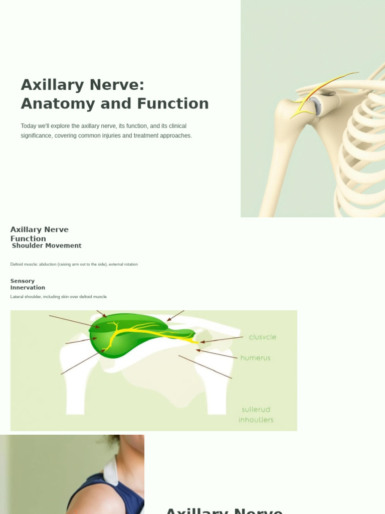 Axillary Nerve Anatomy and Function - PPTX 20241209 081952 0000 | PDF
