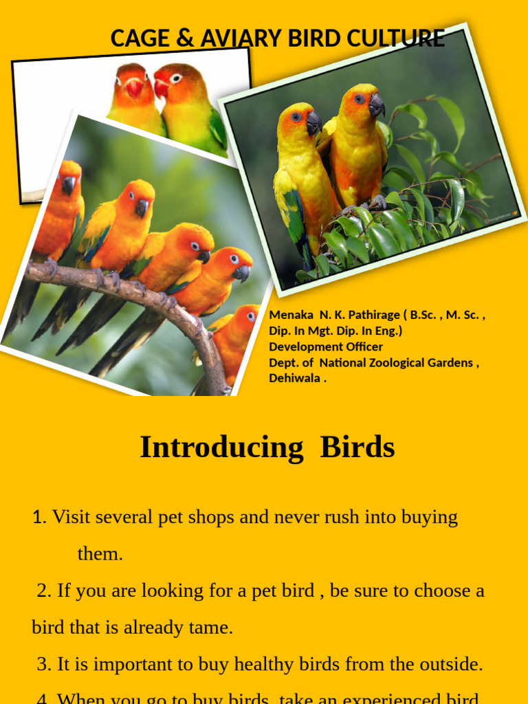 Aviary Bird Care and Compatibility Guide | PDF | Birds | Parrot