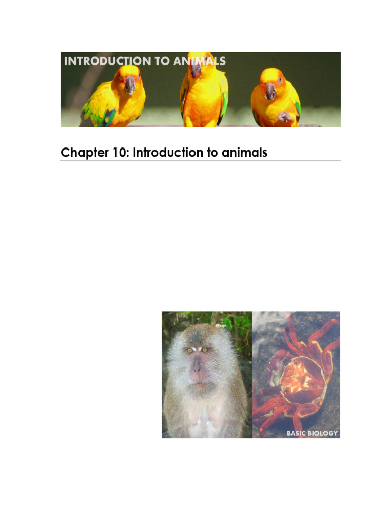 Overview of Invertebrate Animals | PDF | Invertebrate | Amphibian