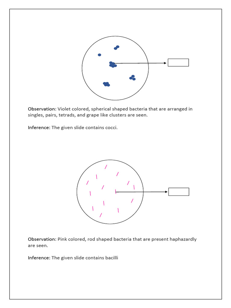 Simple Staining Techniques Explained | PDF | Staining | Fixation ...