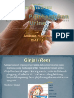 Proses Pembentukan Urine