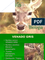 Venado Gris