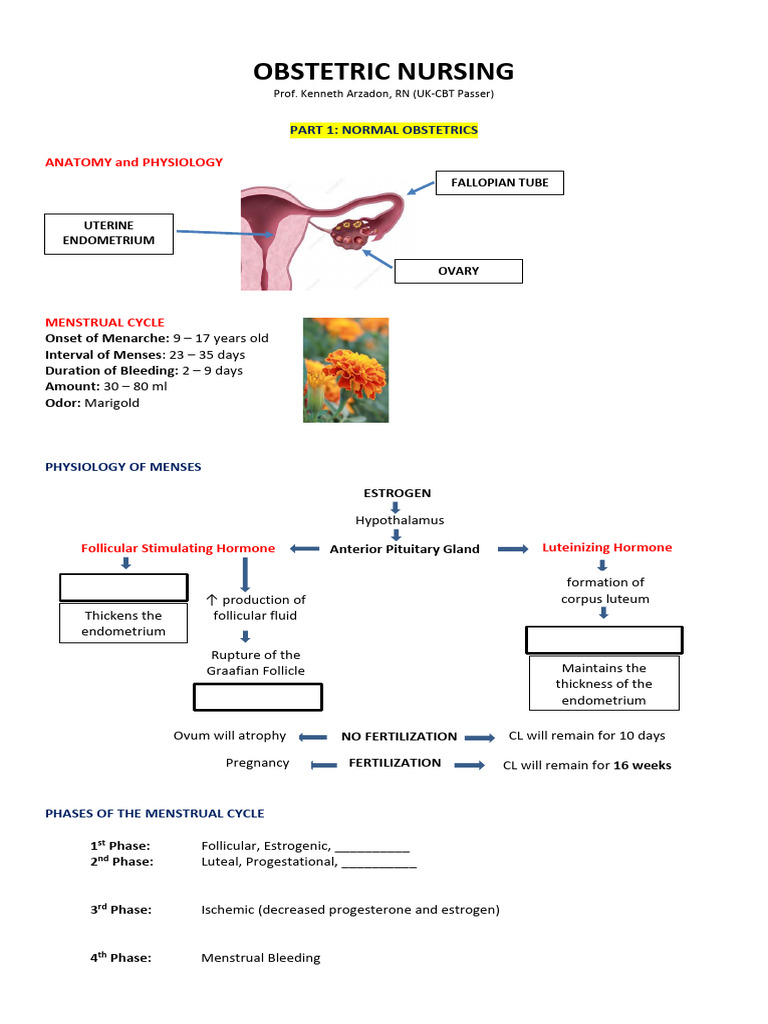 Obstetric Nursing: Normal Obstetrics Guide | PDF | Menstrual Cycle ...