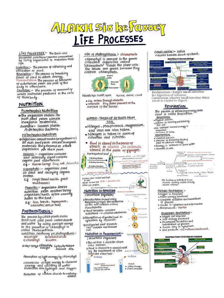 Farrey | PDF
