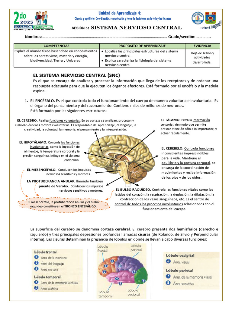 Sesión 5 - U4 - Sistema Nervioso Central | PDF | Cerebro | Médula espinal