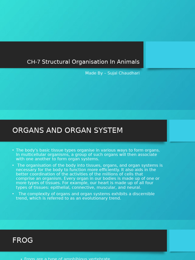 Frog Anatomy and Organ Systems Overview | PDF | Digestion | Heart