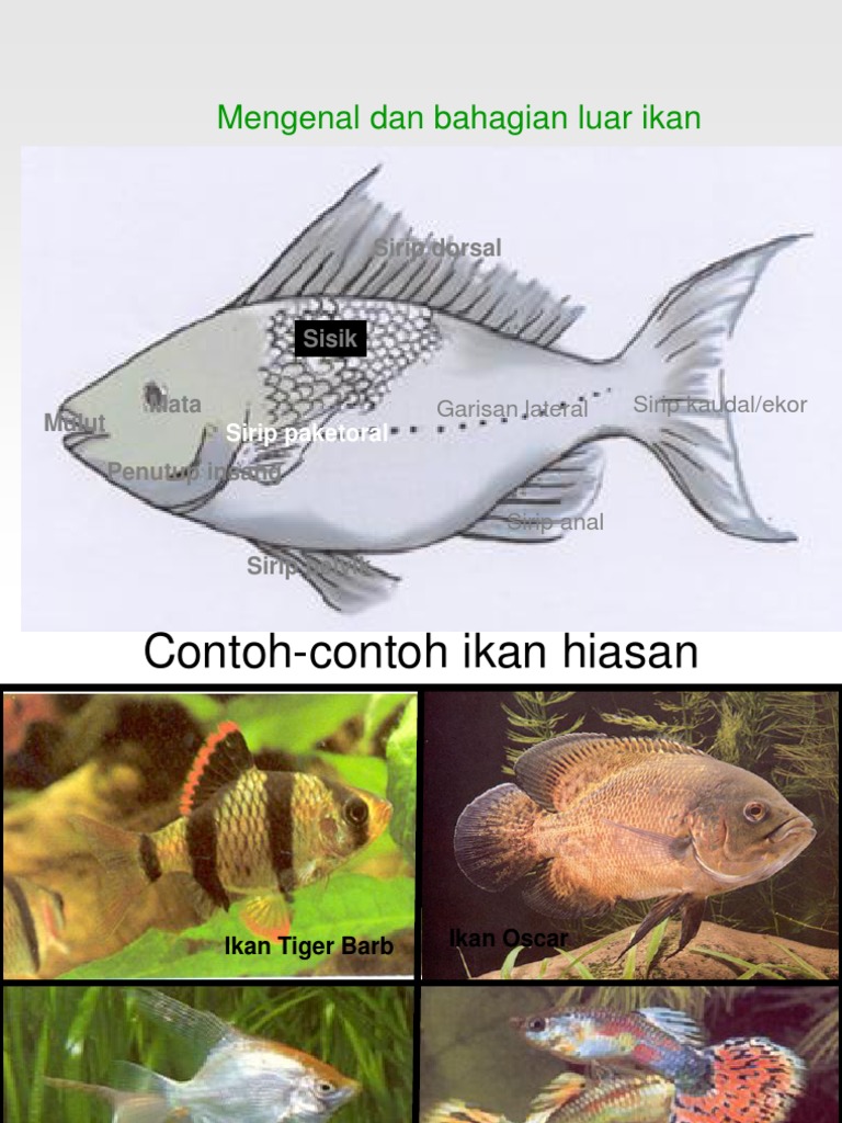 3043847 Ikan Hiasan2
