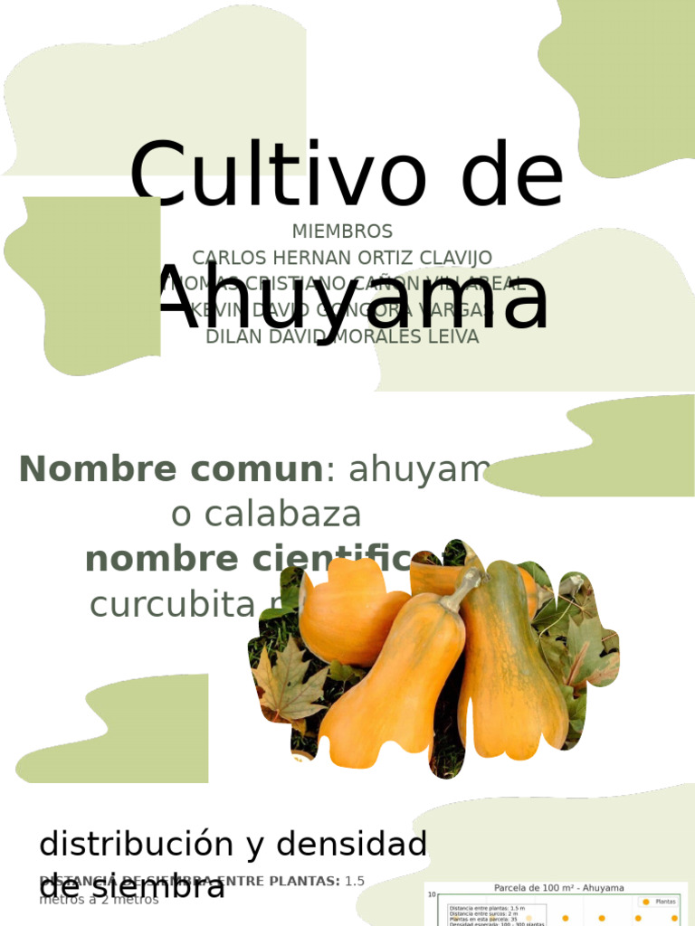 Cultivo de Ahuyama: Guía de Siembra y Cuidado | PDF