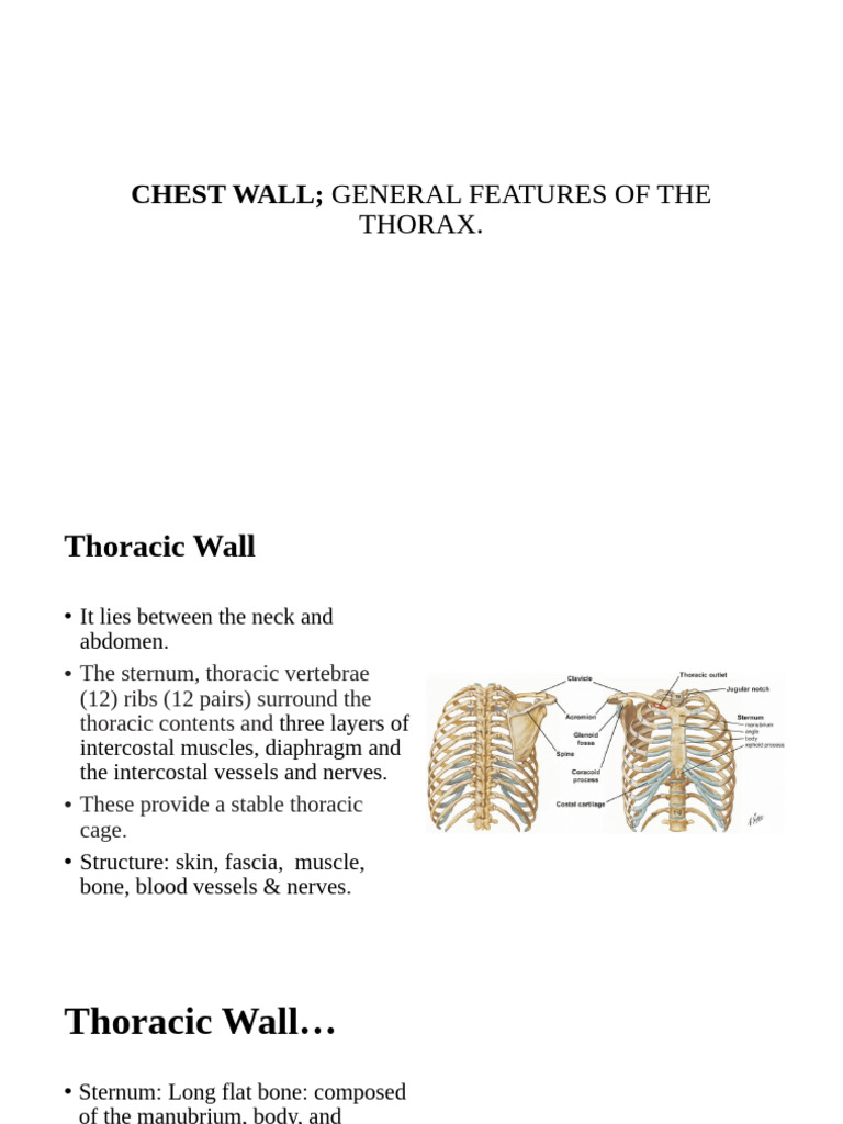 Anatomy of the Thoracic Wall and Ribs | PDF | Vertebra | Thorax