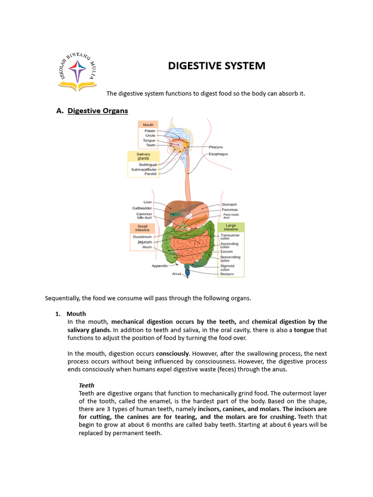 Overview of the Human Digestive System | PDF | Digestion | Small Intestine