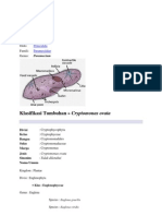 Klasifikasi Ilmiah Porifera