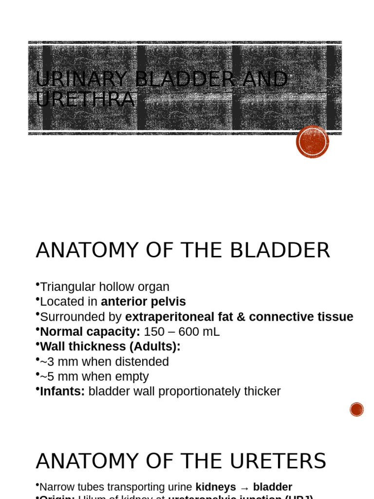 Anatomy and Imaging of Bladder & Urethra | PDF | Urinary System ...