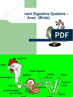 Nonruminant Digestive Systems - Aves (Birds)