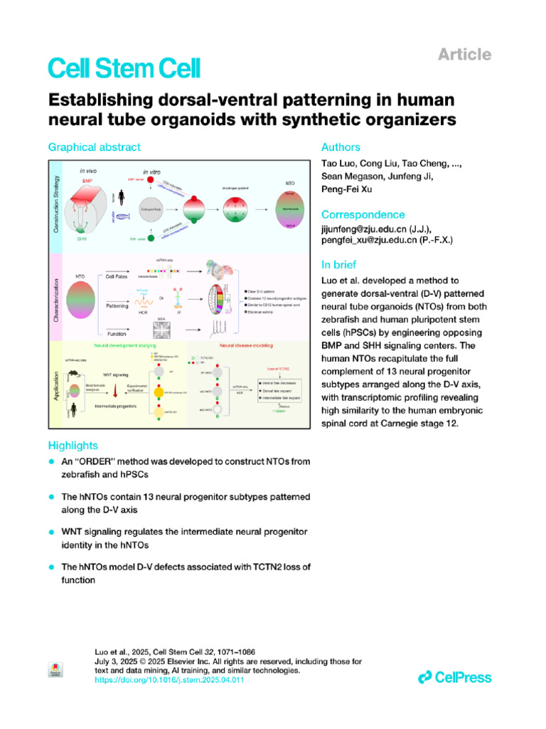 Establishing Dorsal-Ventral Patterning in Human Neural Tube Organoids ...