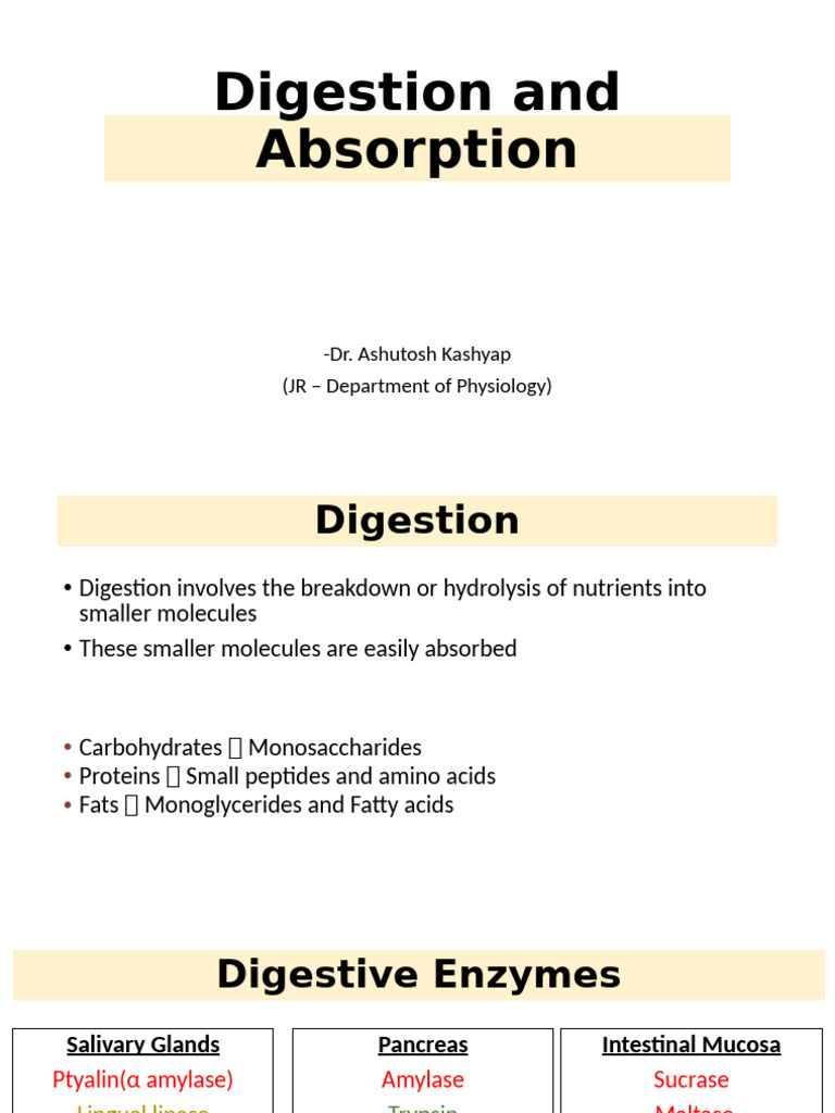 Digestive Enzymes Overview | PDF | Digestion | Small Intestine