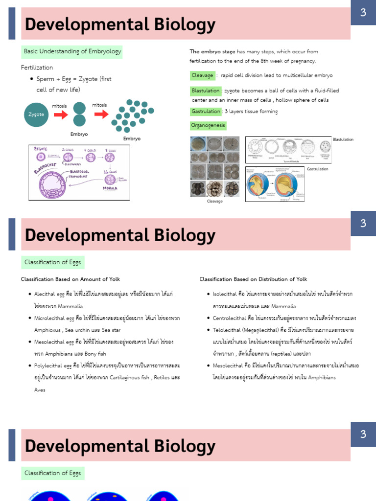 Repoductive System | PDF