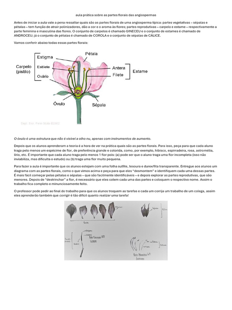 Aula Prática Sobre As Partes Florais Das Angiospermas | PDF