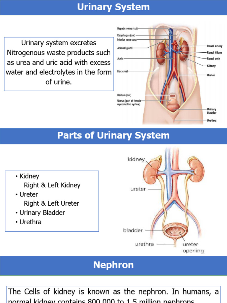 Overview of the Urinary System | PDF | Urinary System | Kidney