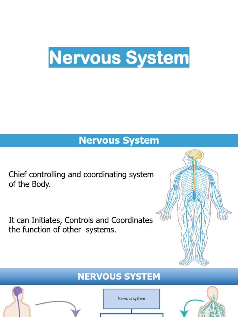 Overview of the Nervous System Functions | PDF | Neuron | Nervous System